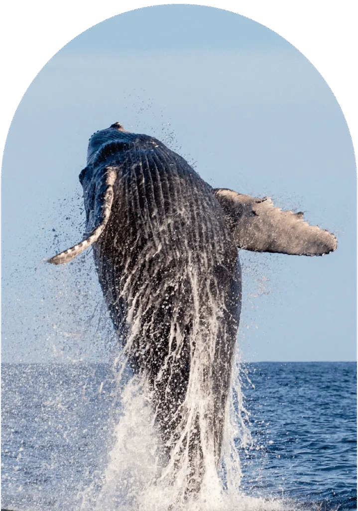 Lafher-stays-los-cabos-ballena - Desarrollos LAFHER
